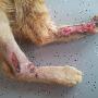 Dierenartsen Vroomshoop