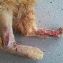 Dierenartsen Vroomshoop