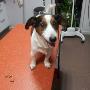 Dierenartsen Vroomshoop