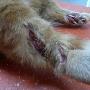 Dierenartsen Vroomshoop