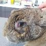 Dierenartsen Vroomshoop