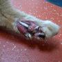 Dierenartsen Vroomshoop