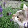 Dierenartsen Vroomshoop