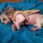 Dierenartsen Vroomshoop