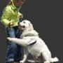kind/hond training
