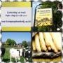 Boerkamp Aspergebedrijf De