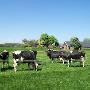 Boerkamp Aspergebedrijf De