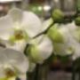 Bloemen Groot Jebbink