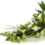 Bloemen Groot Jebbink