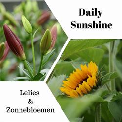 Daily Sunshine