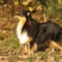 Zoë Sheltie teefje 1 jr oud