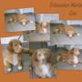Cas Duck Tolling Retriever