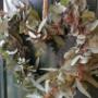 Workshop Eucalyptushart