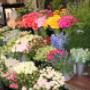 Bloemen bij Liza
