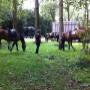 Manege Hoogenboom Ruitersport