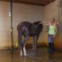 Manege Hoogenboom Ruitersport