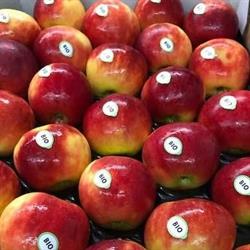 Elshof Organic Fruit B.V.