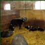 Kaas en IJsboerderij Cornelis Hoeve