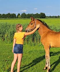 Eefting Pension & Africhtingsstal Eddy