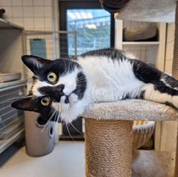 Kerbert Dierentehuis Dierenbescherming