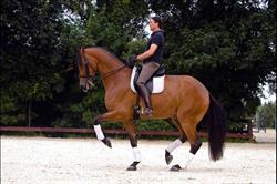 Craecken Stables