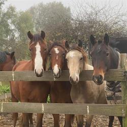 Hippisch Centrum de Peperd