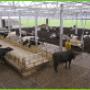 IJsboerderij Heidehoeve fam Pijs