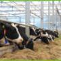 IJsboerderij Heidehoeve fam Pijs