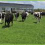 IJsboerderij Heidehoeve fam Pijs