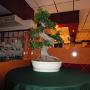 Chinees-Indisch Rest Ming Garden
