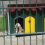 Boas Dierenpension