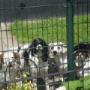 Boas Dierenpension