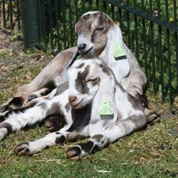 Kinderboerderij Uden Stichting
