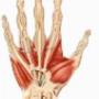 Fysiotherapie Dodonaeuslaan