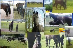 Dijkman Dierenarts d b