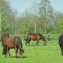 Hofstee Stal 't