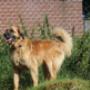 Happy Stay Dierenpension
