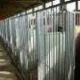 Happy Stay Dierenpension
