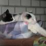 Happy Stay Dierenpension