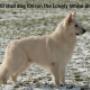 Happy Stay Dierenpension