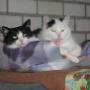 Happy Stay Dierenpension