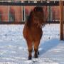 Happy Stay Dierenpension