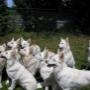 Happy Stay Dierenpension