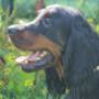 Happy Stay Dierenpension