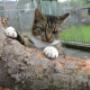 Kattenpension en Trimsalon Nij Beets