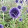 Hobby> plantenfotografie