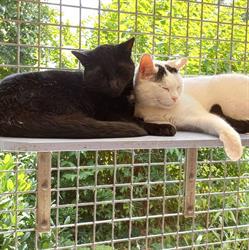 Kattenhotel "De Sfinx"