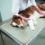 Paraveterinair (mbo)