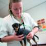 Dierenartsassistent (mbo)