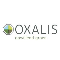 Oxalis